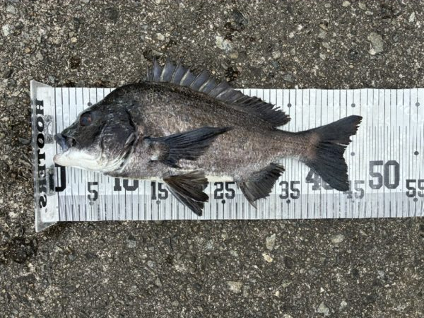 イチノ兄弟、釣果！