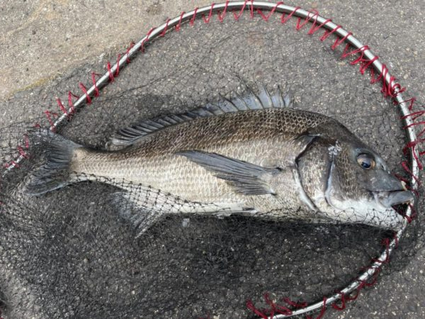 イチノ兄弟、釣果！