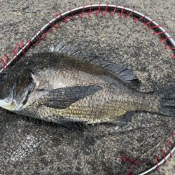 イチノ兄弟、釣果!