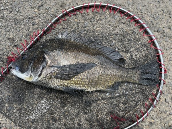 イチノ兄弟、釣果!