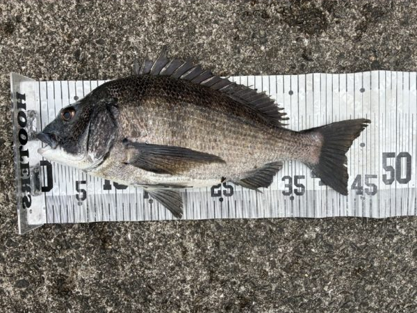 イチノ兄弟、釣果！