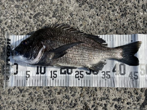 イチノ兄弟、釣果！