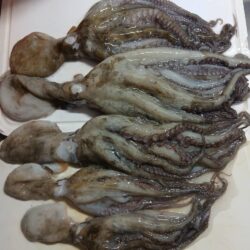 明石の船タコ