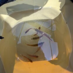 アジ不調。イワシ多め