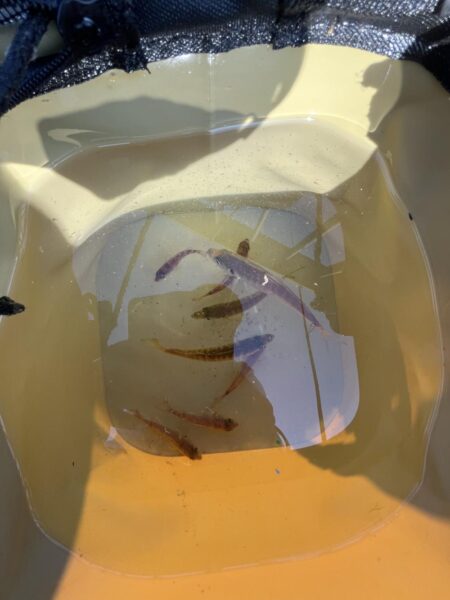 アジ不調。イワシ多め