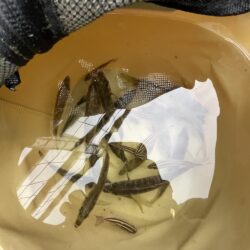 アジ成長中