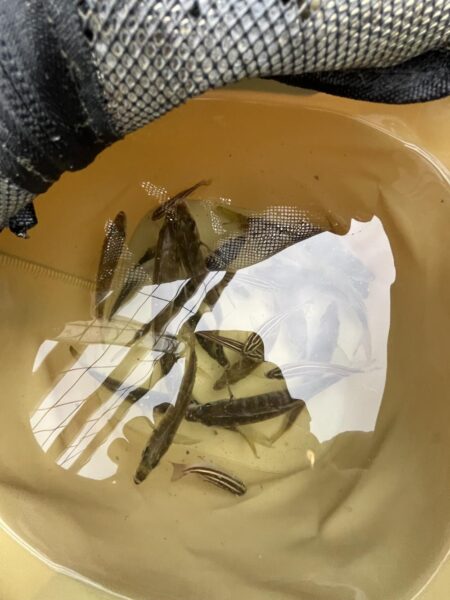 アジ成長中