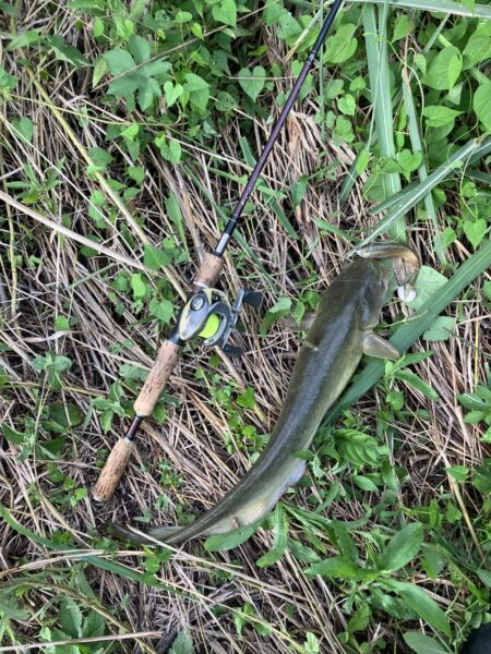 近所の川でナマズ57cm