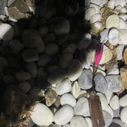 アオリイカ釣り