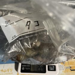 こましなタコ