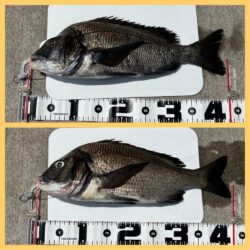 43cm2枚