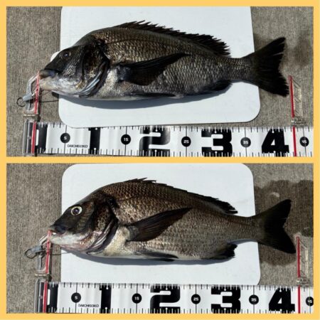 43cm2枚