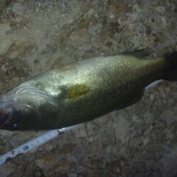 べた凪バス釣り