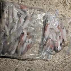 夏祭り参加後の釣行エギング