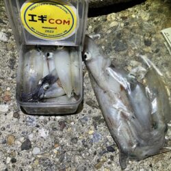ケンサキ🦑釣れます(^.^)