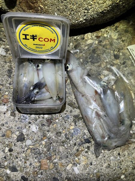 ケンサキ🦑釣れます(^.^)