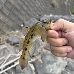 朝マズメ キス狙い