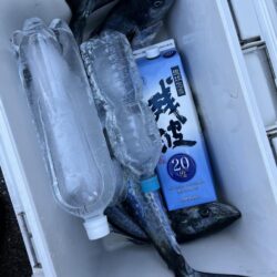 サワラが釣れました