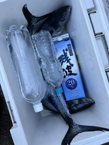 サワラが釣れました
