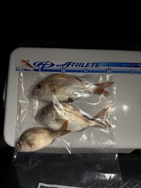 太刀魚釣り