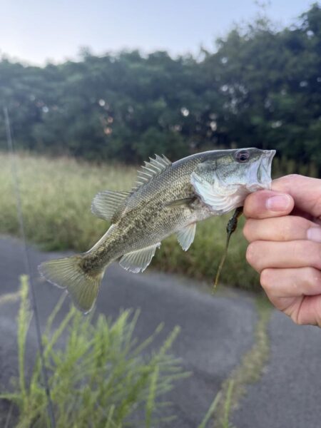 よく釣れたよ😁