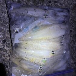 魚種がふえました