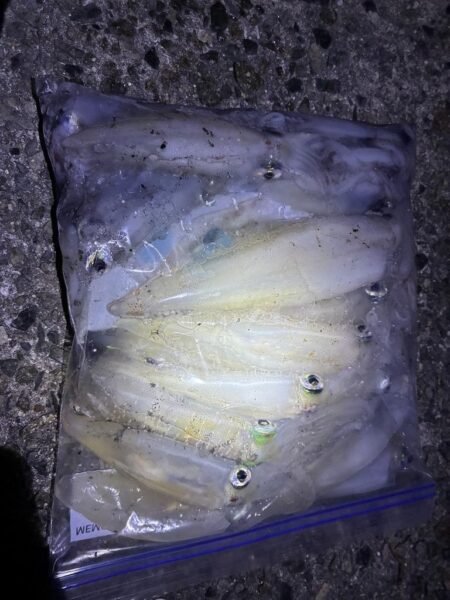 魚種がふえました