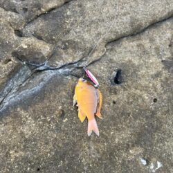 船と磯は違う