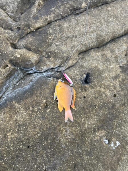 船と磯は違う