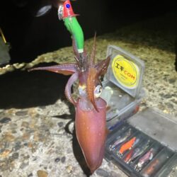 ケンサキ🦑沖漬け釣行(^.^)