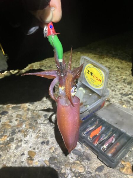 ケンサキ🦑沖漬け釣行(^.^)