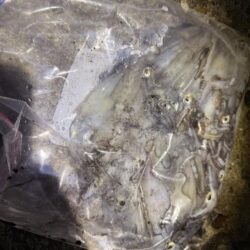 ケンサキイカ連続釣行