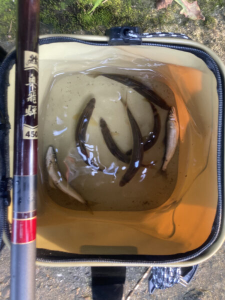 トロ場攻略！汽水域アユイング