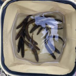オールドダイワで楽しむアユイング(北茨城市…