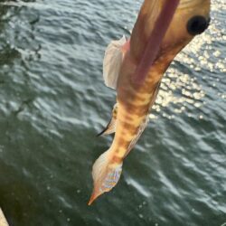 今年のケンサキイカ釣行はひとまず終わり