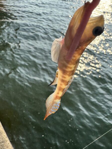 今年のケンサキイカ釣行はひとまず終わり