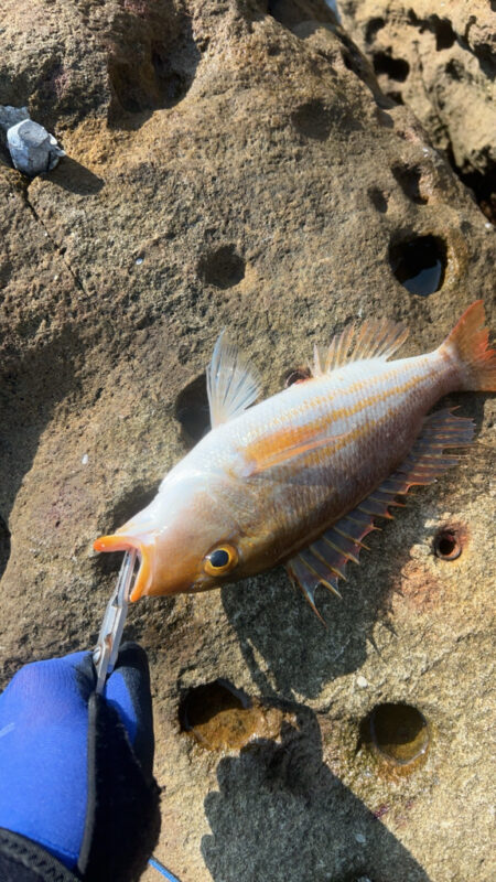 半年ぶりの青物
