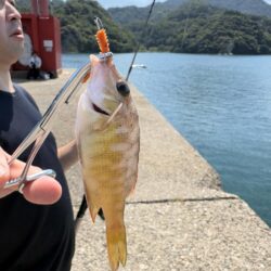 エギング釣査