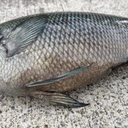 チヌ、グレ引きを楽しみました♪
