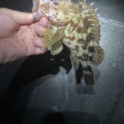 またマダイ釣れた