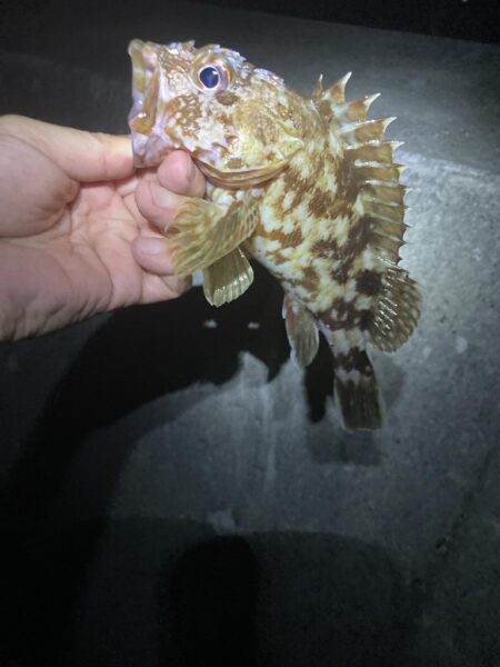 またマダイ釣れた