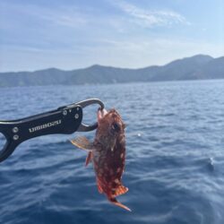 真夏のライトジギング