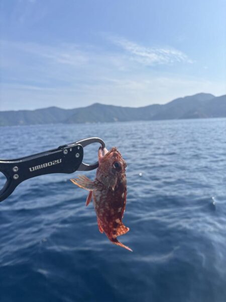 真夏のライトジギング