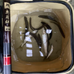 8月のアユイング締め括り釣行