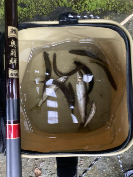8月のアユイング締め括り釣行