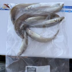 シロギス釣り