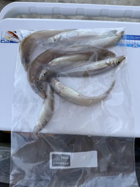シロギス釣り