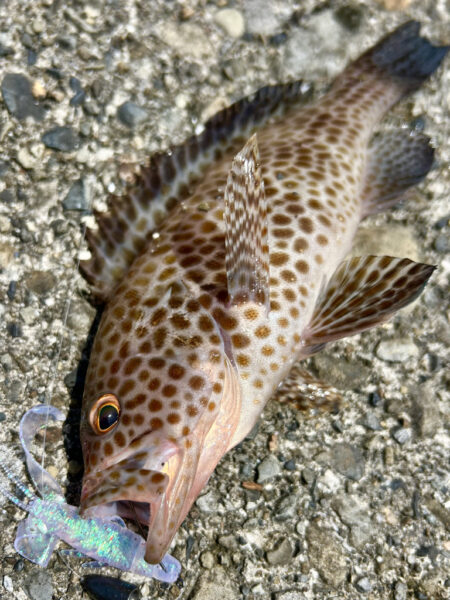 ノミノクチ　オオモンハタ