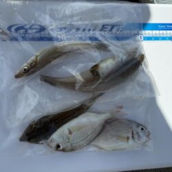 シロギス釣り
