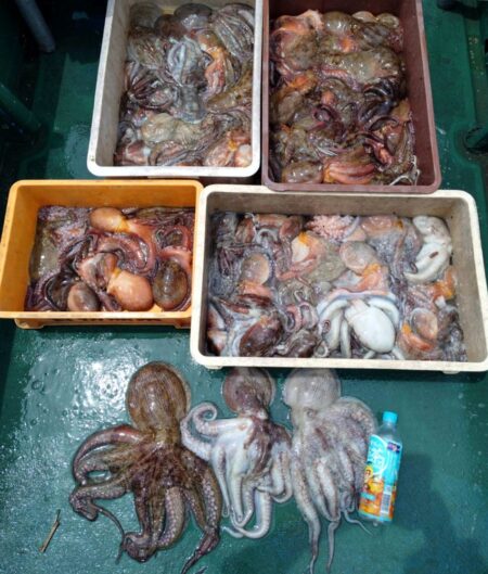 タコ釣り！